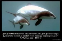 факти неизвестни