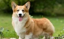 собак