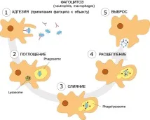 Про імунітет, Лікопід 1мг - український імуномодулятор, активатор уродженого імунітету лікопід