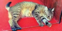 Залишити кота залишити