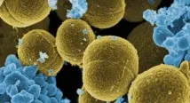 Небезпечні бактерії та віруси – 1000 фактів фактів