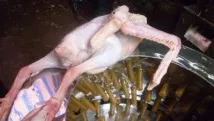 патици патици
