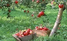 Обприскування плодових дерев навесні як засіб захисту саду від шкідників обприскування