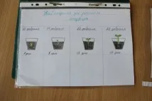 зеленчукова прозореца
