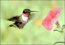 Загін довгокрилі (Macrochires, Apodiformes), стрижі колібрі моногами пташеня macrochires