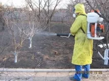 Обприскування плодових дерев навесні як засіб захисту саду від шкідників обприскування