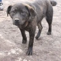 притулку