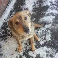 собака