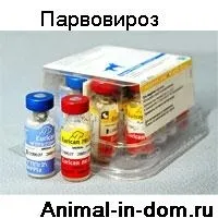 Парвовіроз собак, Лікування домашніх тварин собак