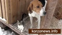 бездомна котка