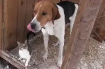 бездомна котка