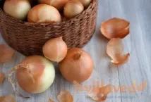 Озима цибуля коли садити і як доглядати, сорти сорти