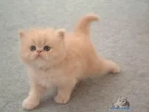 котето котето
