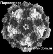 Парвовіроз собак, Лікування домашніх тварин лікування