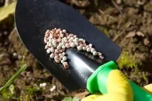 Підживлення смородини для покращення врожайності кущів підживлення