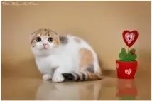 Scottish Fold голямата