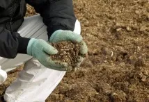 Підживлення смородини для покращення врожайності кущів врожайності