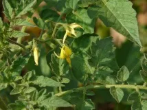 Чому не вродили помідори помідори