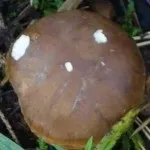 полска гъба