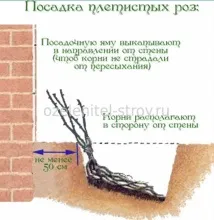 Посадка троянд, ЧУДОВІ ІДЕЇ ДЛЯ САДУ посадка