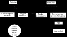 ацетил-коа оксалоацетат