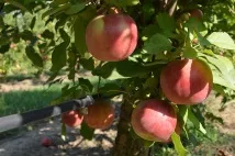 капково напояване капково напояване