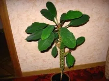 природні