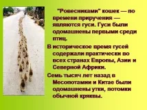 Презентація на тему - Приручення тварин - по навколишньому світу для 1 класу презентація