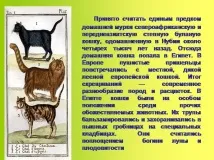 Презентація на тему - Приручення тварин - по навколишньому світу для 1 класу презентація