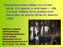 Презентація на тему - Приручення тварин - по навколишньому світу для 1 класу тему