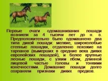 Презентація на тему - Приручення тварин - по навколишньому світу для 1 класу тему