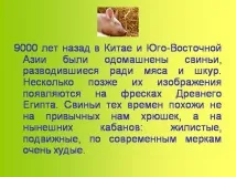 Презентація на тему - Приручення тварин - по навколишньому світу для 1 класу презентація