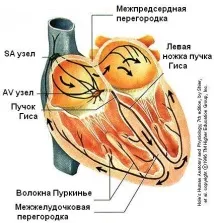 серця