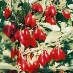 Златната касис плодове