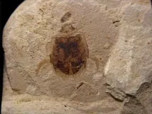 Різне про плавунців плавунця