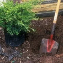 Розмноження ялівцю в домашніх умовах ялівцю