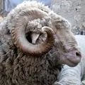 Ріг () 5 букв - пошук слів по масці та визначенню, відповіді на сканворди букв