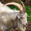Ріг () 5 букв - пошук слів по масці та визначенню, відповіді на сканворди слів