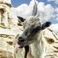 Ріг () 5 букв - пошук слів по масці та визначенню, відповіді на сканворди слів