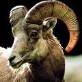 Ріг () 5 букв - пошук слів по масці та визначенню, відповіді на сканворди слів