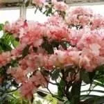 Рододендрон посадка та догляд у відкритому грунті догляд
