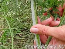 настоянки