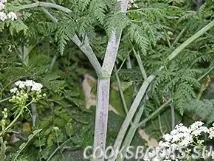 настоянки