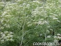 настоянки