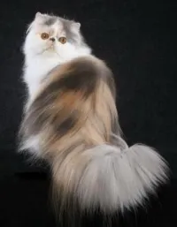 коштує