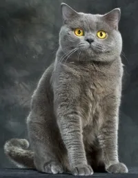 кішок