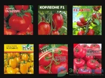 Найврожайніші сорти помідорів для весняно-літньої теплиці помідорів