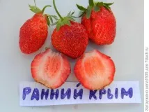 Садова суниця (полуниця) вирощування з насіння полуниця