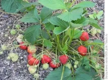 Садова суниця (полуниця) вирощування з насіння вирощування