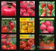 Найврожайніші сорти помідорів для весняно-літньої теплиці сорти